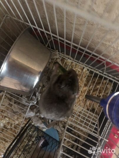 Серийский хомяк