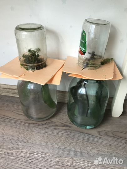 Приму в дар вашу орхидею