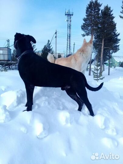 Сухой корм для собак Премиум класса «Барс» 15 кг