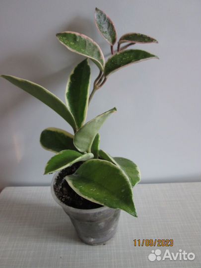 Комнатные растения цветы