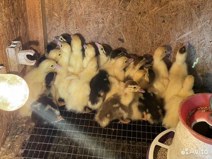 Утята индоутки