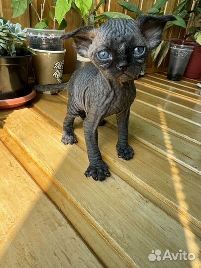 Котята девон-рекс