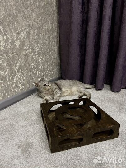 Игра для кота