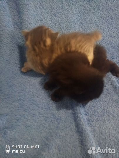 Котята Бобтейль