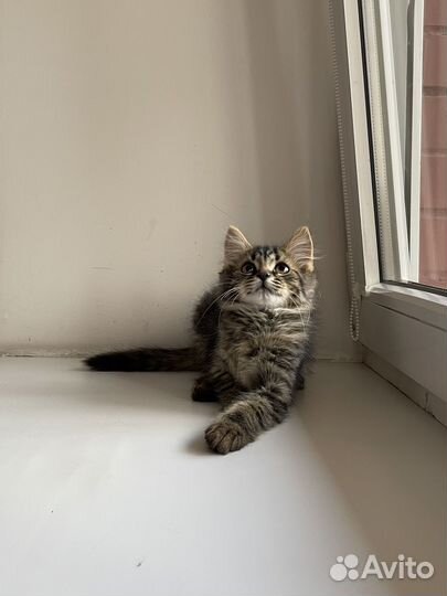 Отдам котенка в добрые руки