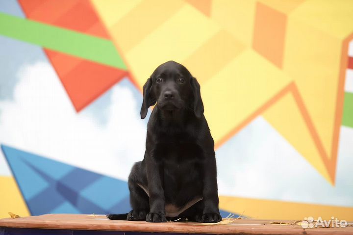 Щенки лабрадора