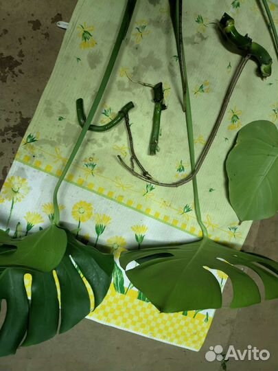 Монстера черенок