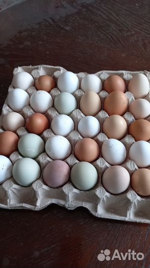 Инкубационное яйцо,петушки молодые