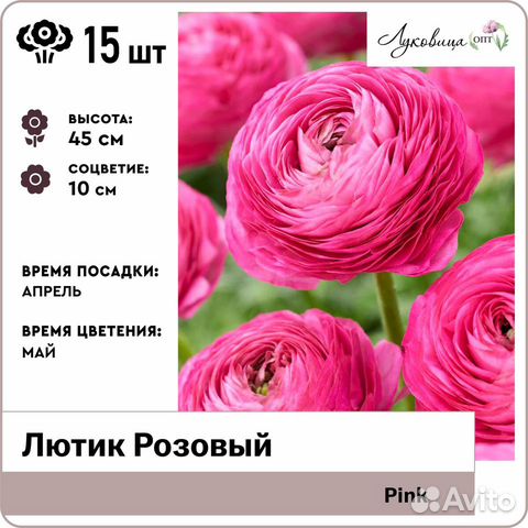 Лютик Розовый (Pink), луковицы