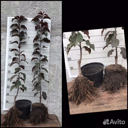 Саженцы яблони и груши