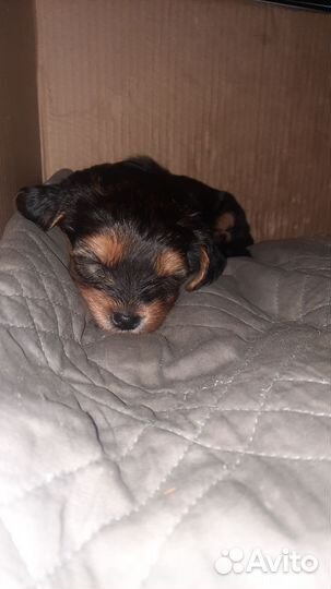 Йоркширский терьер