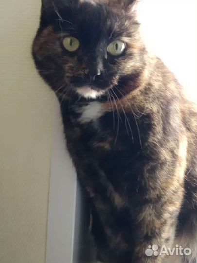 Кошка коричневая с различными пятнами