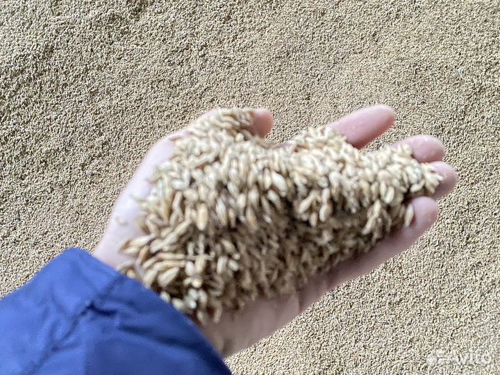 Продам овес,рожь