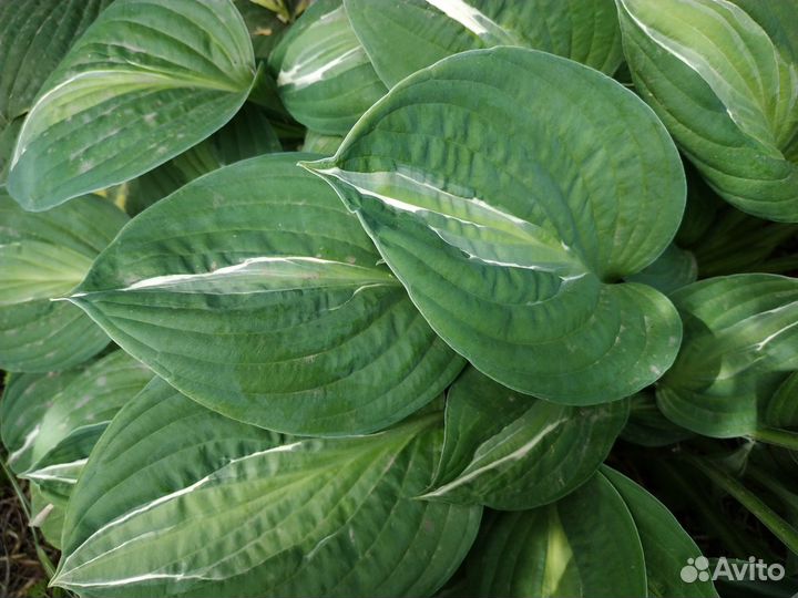 Хосты разные и много)