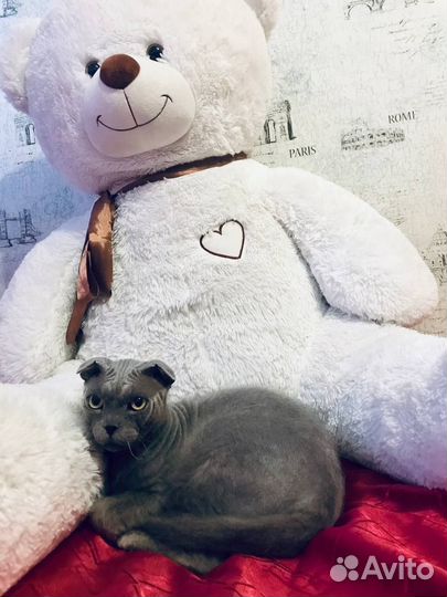 Вязка Украинский левкой