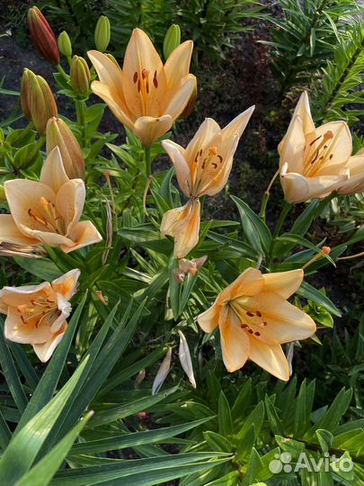 Цветущие лилии