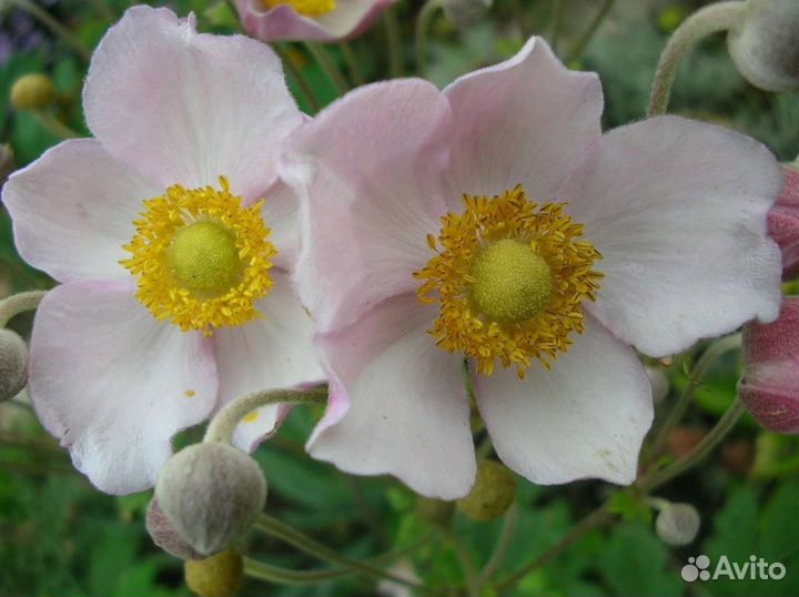 Анемона японская