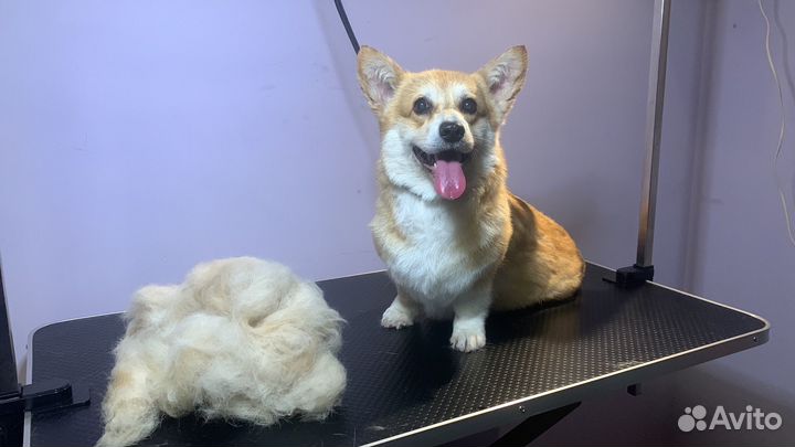 Груминг собак