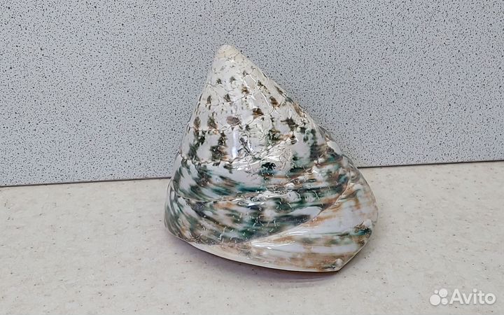 Трохус зелёный 6,9*8,3 морская ракушка раковина