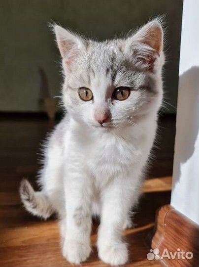 Котёнок 1.5 месяца