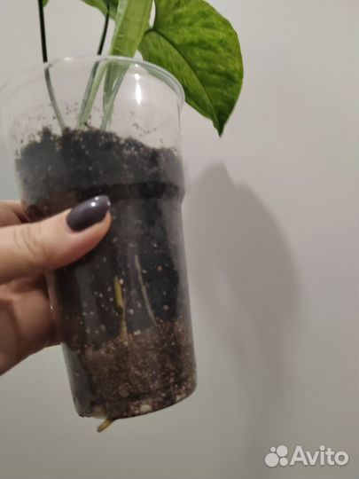 Сингониум Моттлед Арроухед