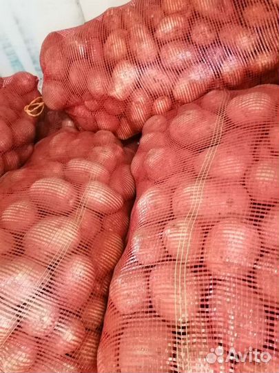 Картофель 50 тонн