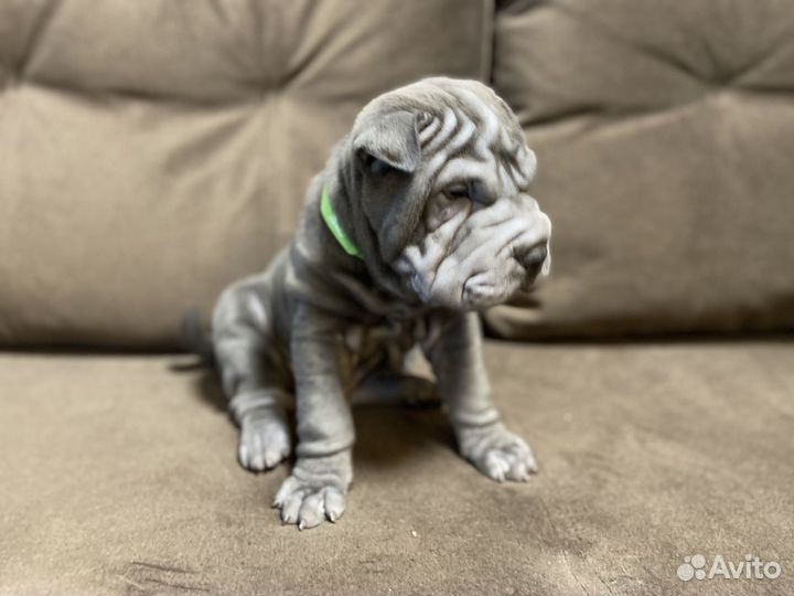 Шарпей щенки