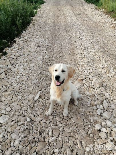 Кобель золотистого ретривера вязка