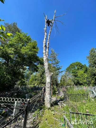 Спил деревьев, арбористика