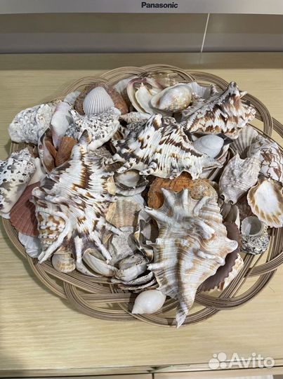 Морские ракушки раковины