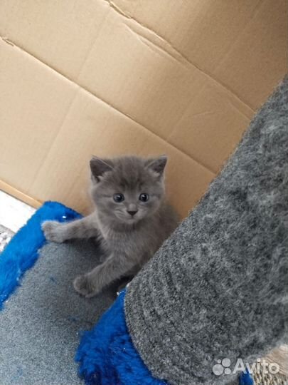 Британские котята