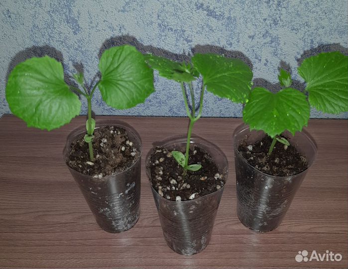 Момордика или индийский гранат