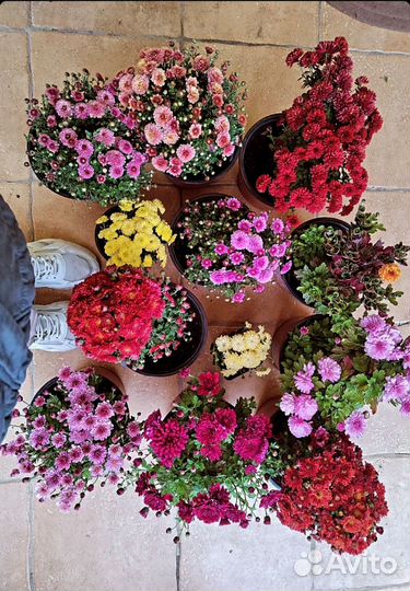 Хризантема шаровидная