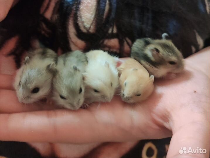 Джунгарский хомяк, детки