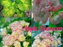 Пеларгония Apple blossom