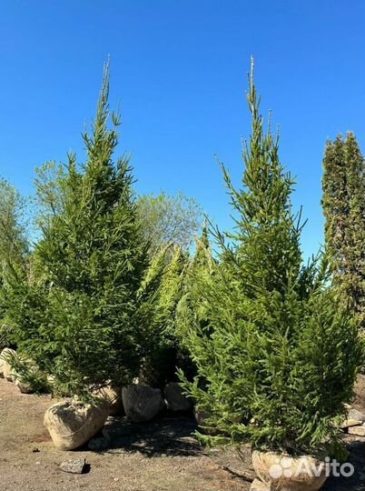 Ель обыкновенная