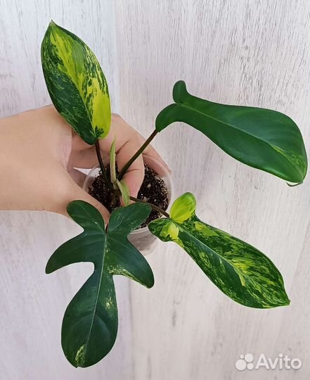 Филодендроны #2