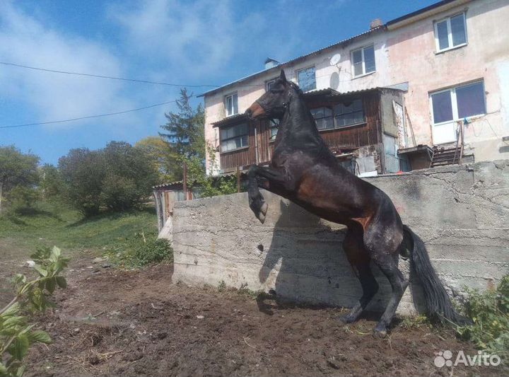 Лошадь жеребец Карачаевский порода