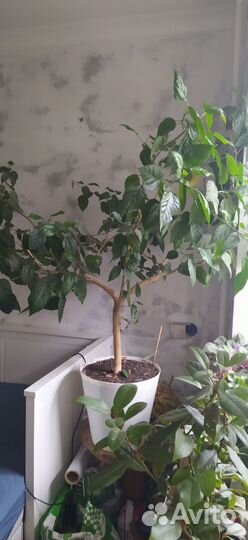 Гибискус/китайская роза