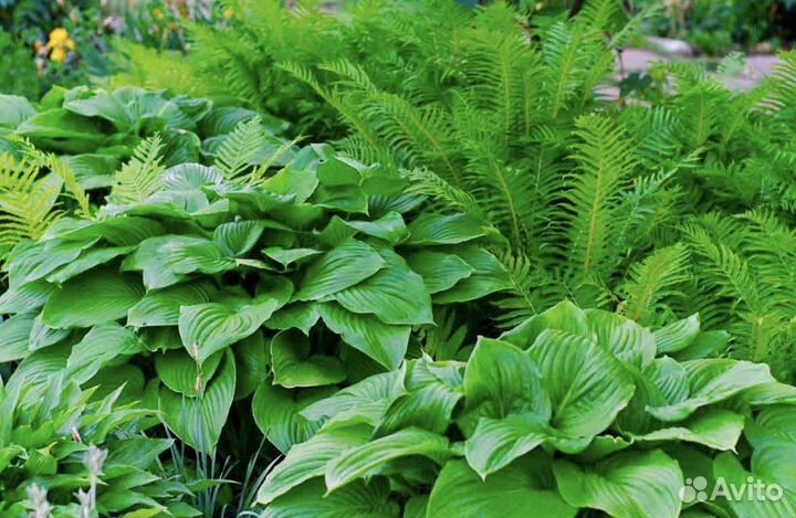 Хоста растение