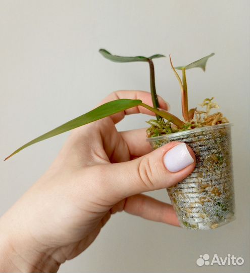 Филодендроны коллекционные