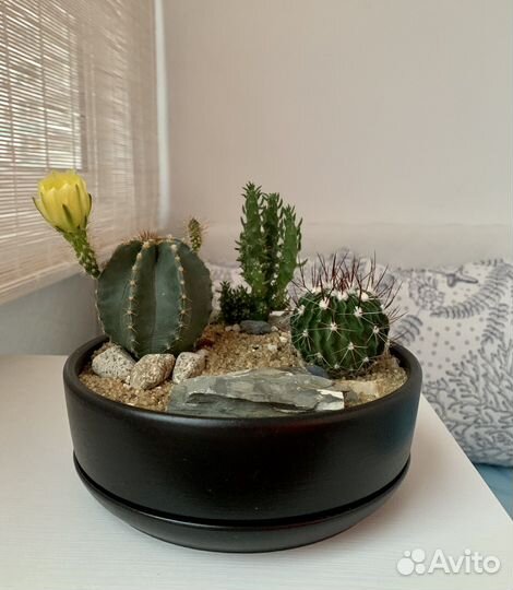 Кактусы и суккуленты. Композиция