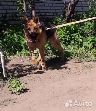 Щенок немецкой овчарки