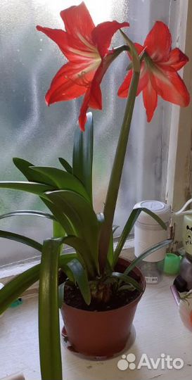 Гиппеаструм,толстянка, алоэ,оленьи рожки, каланхоэ