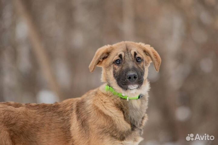 Щенок в добрые руки