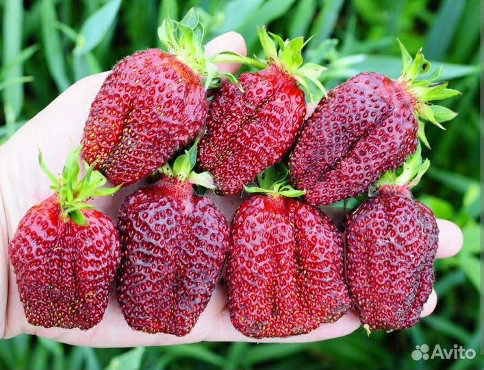 Рассада земклуники Купчиха