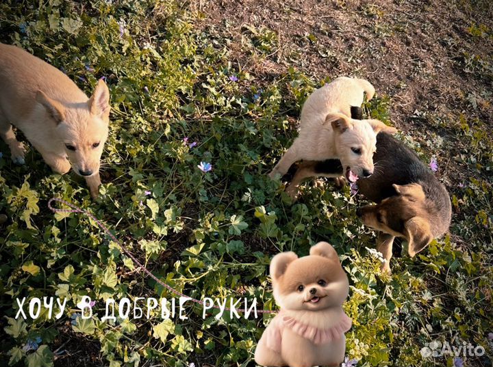 Собаки бесплатно