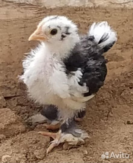 Кохинхин