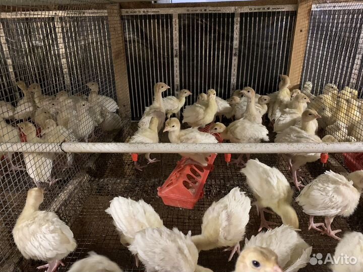 Индюшата биг 6, хайбрид конвертер в наличии