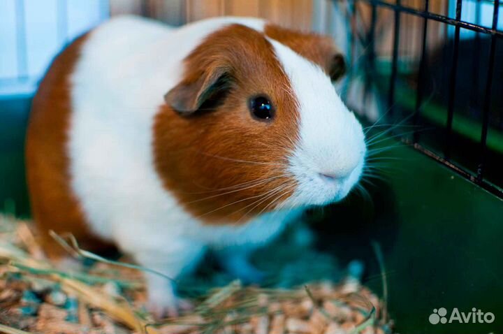 Передержка животных